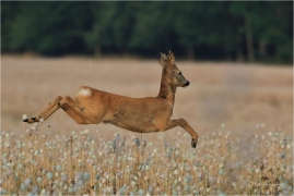<p>SRNEC OBECNÝ (Capreolus capreolus) Šluknovsko - Jiříkov --- /European roe deer - Reh/</p>
